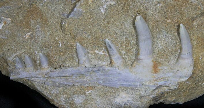 Enchodus Jaw Section With Teeth - Fanged Fish #31473